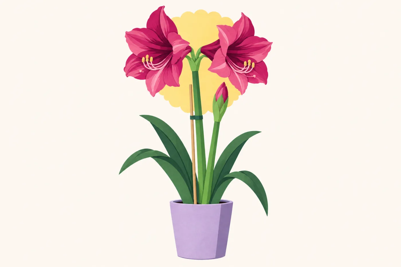 Amaryllis i kruka med två magentafärgade trumpetformade blommor och en sluten knopp — illustration av amaryllis
