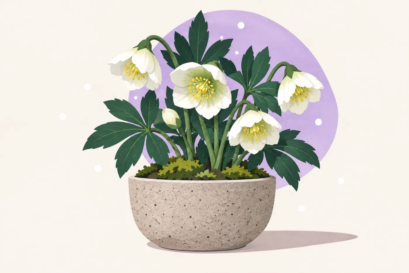 Julros med vita nickande skålformade blommor och mörkgröna flikiga blad i låg kruka — illustration av julros