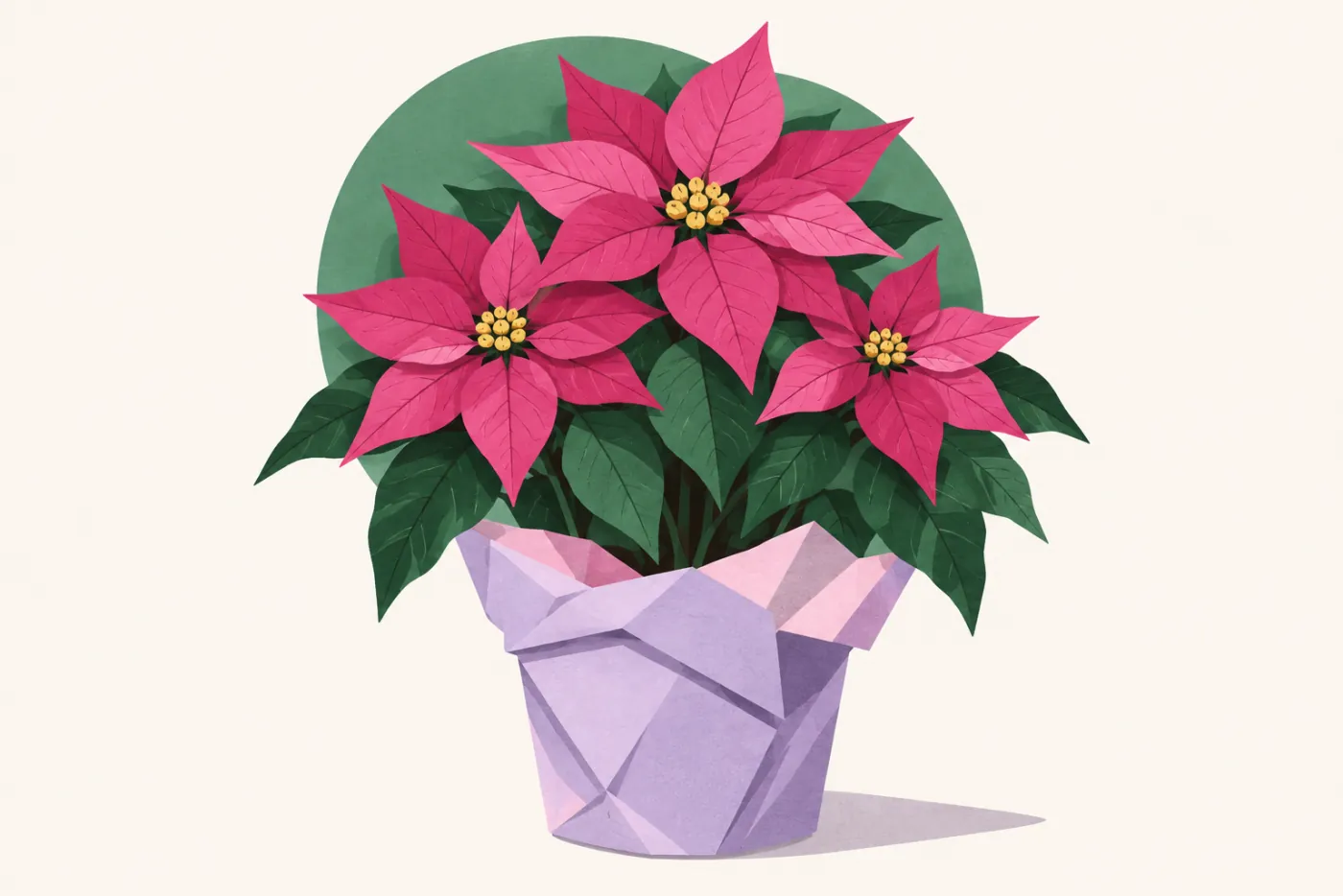 Julstjärna i kruka med magentafärgade stjärnformade högblad och gula blomklasar i mitten — illustration av julstjärna